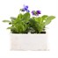 Pansy F1 Sweet Light Mix 6 Pack Boxed Bedding Alternative Image1